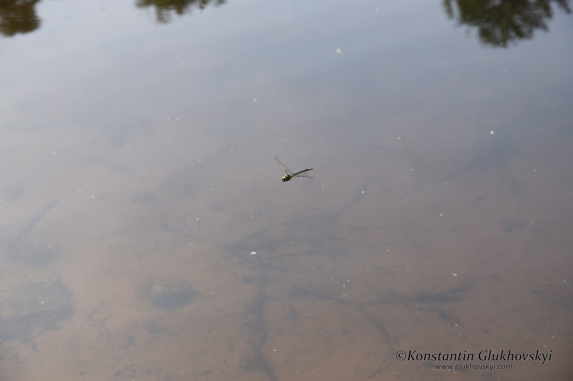 Dragonfly, Ventspils, Latvia
