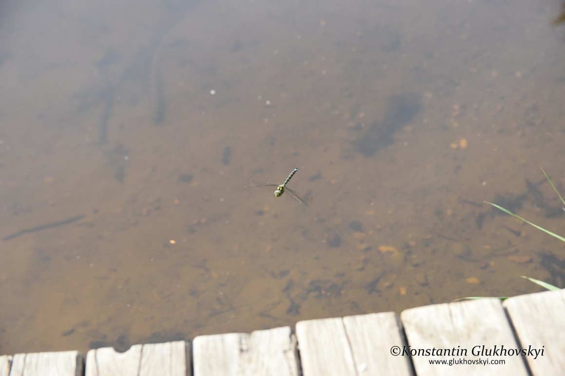 Dragonfly, Ventspils, Latvia