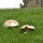 Mushrooms, Redwood, California, USA