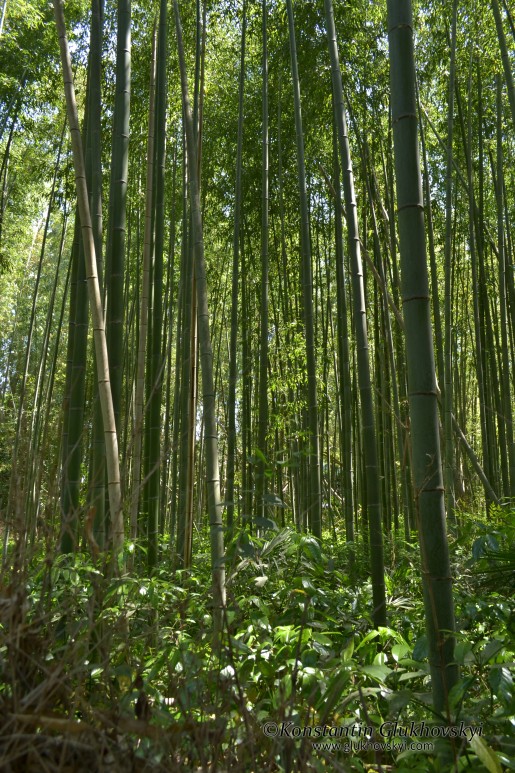 Arashiyama Bamboo forest, Kyoto, Japan