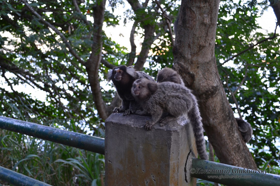 Small monkeys, Sugarloaf Mountain, Rio de Janeiro, Brazil