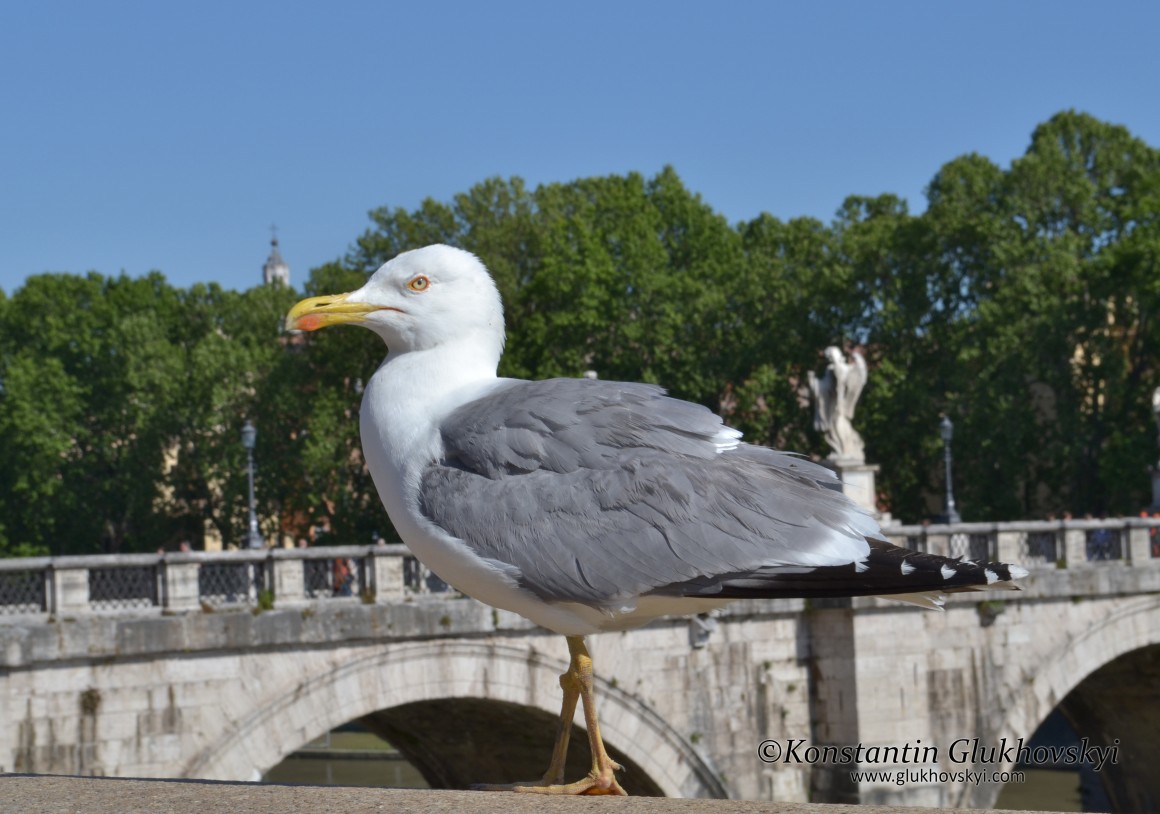 Seagull, Rome, Italy