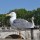 Seagull, Rome, Italy