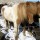 Icelandic horses, Nothern Iceland