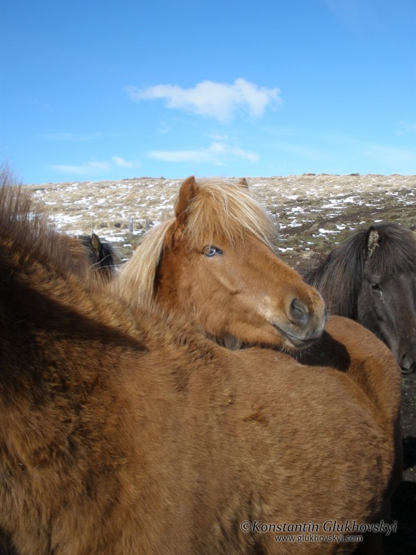 Icelandic horse, Nothern Iceland